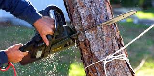 Best Tree Trimming and Pruning  in Bradley, WV