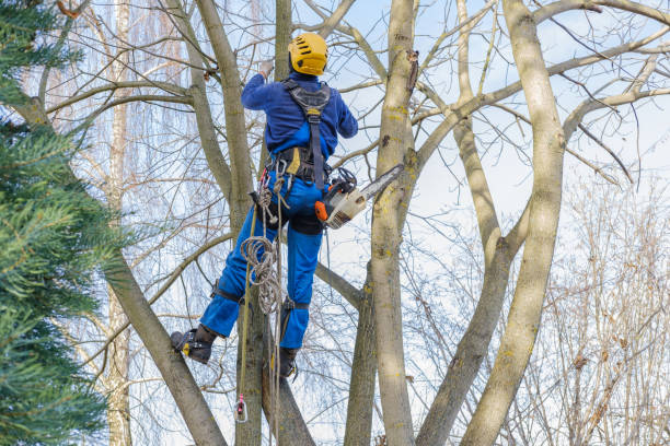 Best Tree Cabling and Bracing  in Bradley, WV