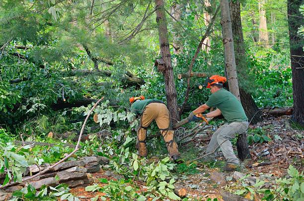 Best Lawn Maintenance Plans  in Bradley, WV